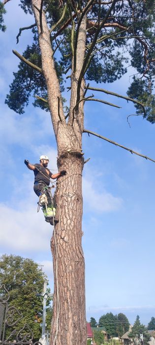 Зрізати дерево, Зрізання  дерев, кронування