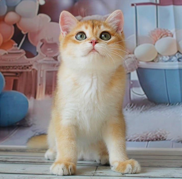 Гарнюній хлопчина в золотій шубці хоче в найкращу родину