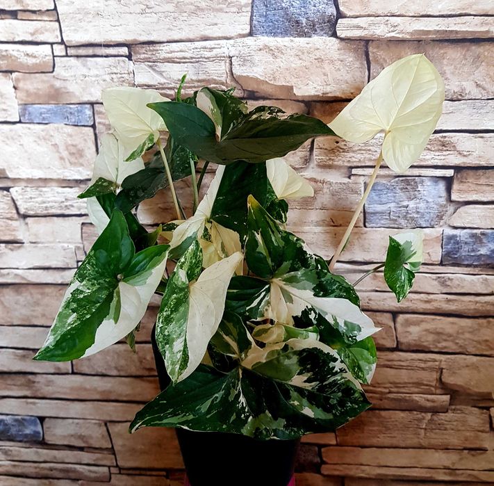 Syngonium Albo Variegata Unikat kolekcjonerski 28cm Nr 2