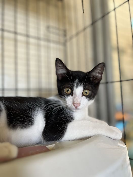 Oreo- Gatinha bebé para Adoção