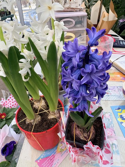 Гіацинт Квіти до дня закоханих та 8 березня крокус