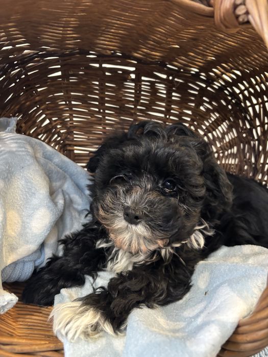 Maltipoo - rozmiar S,  piesek gotowy do odbioru