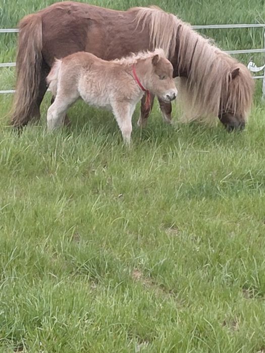 Mini Szetlandy ogierek kuc szetlandzki