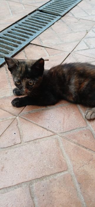 Gatos bebés para dar