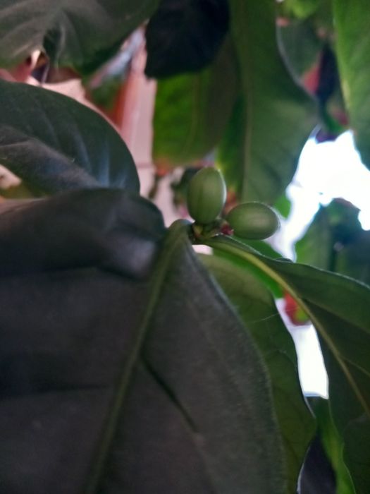 Кавове дерево гарно плодоносить