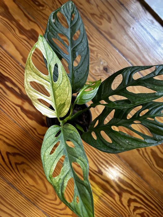 Monstera Adansonii variegata
