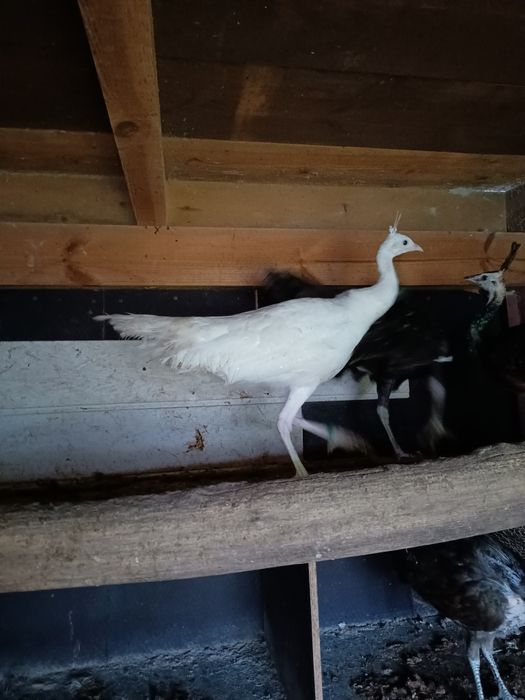 Paw szmaragdowy, samica z maja tego roku