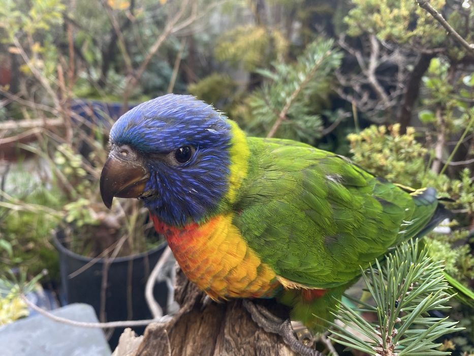 Loris Domesticado - Papagaio Arco Iris