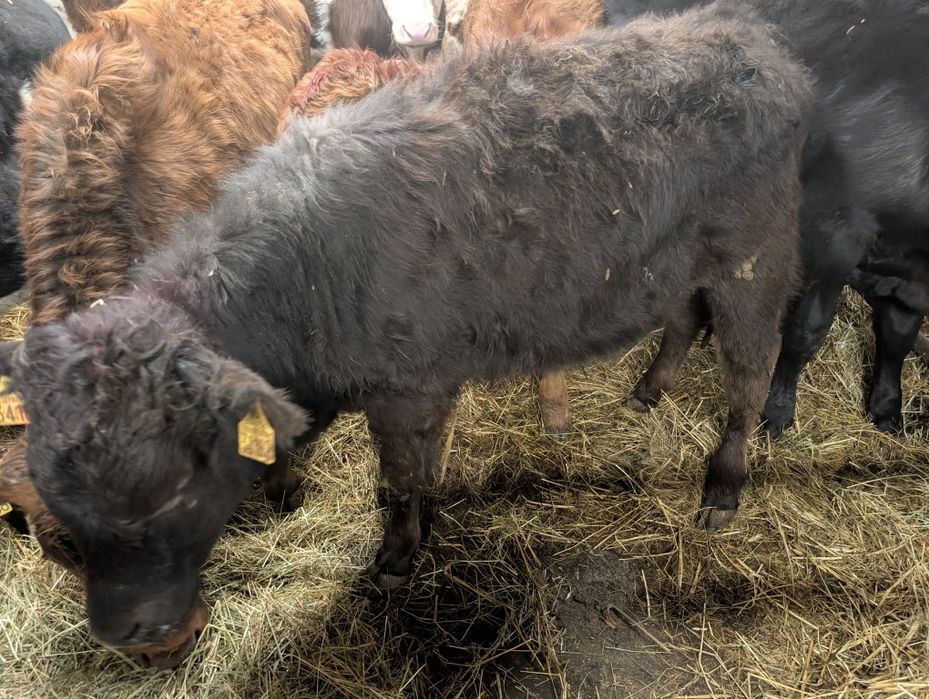 Sprzedam byczki 11 sztuk odchowane