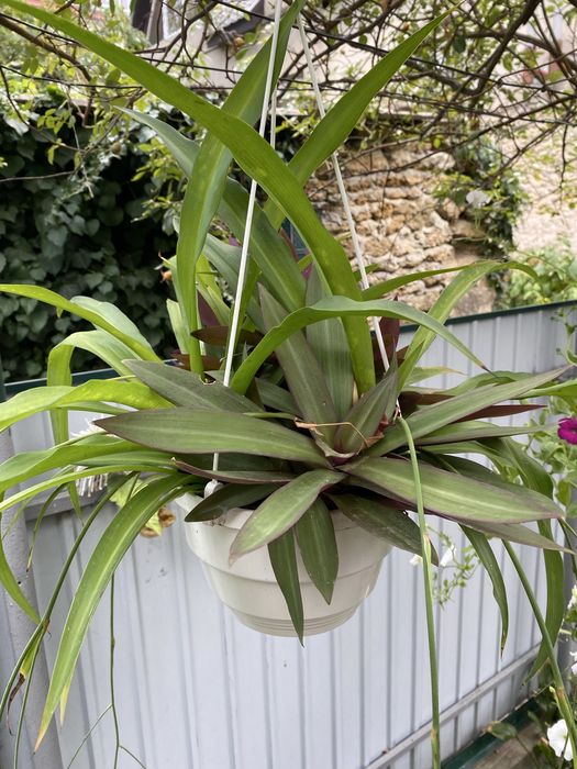 Хлорофитум и традесканция