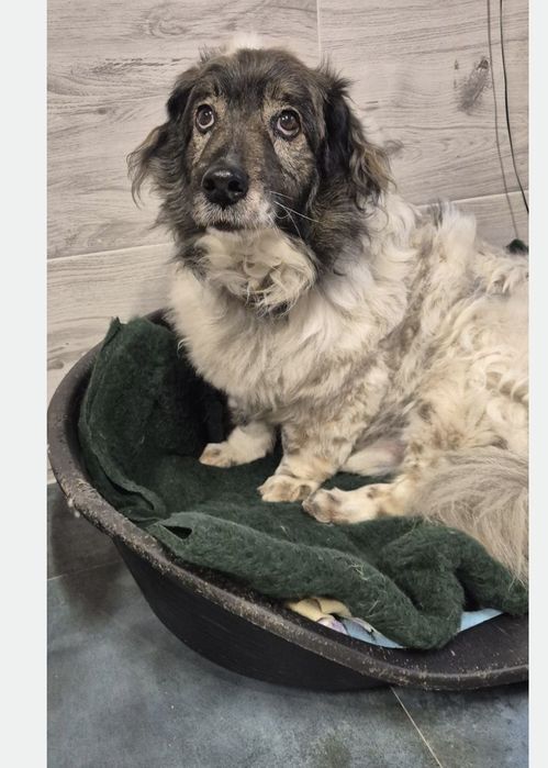 Piesek okolo 7 lat