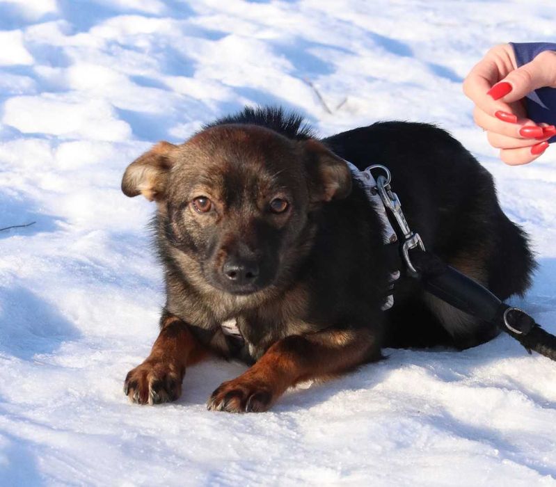 Xemira – mała iskra radości