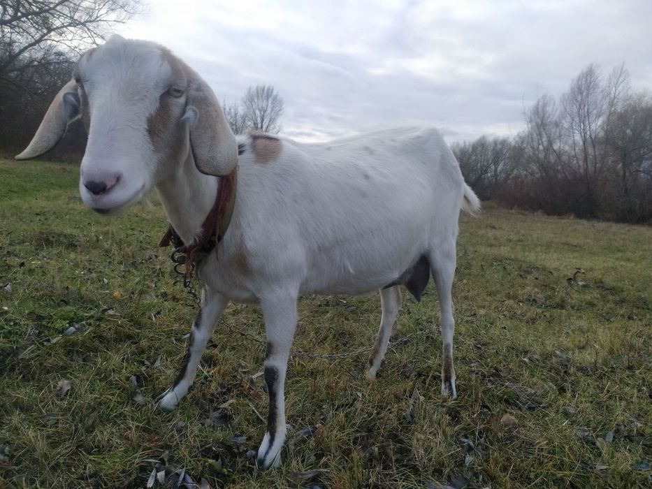 Продам дойную козу