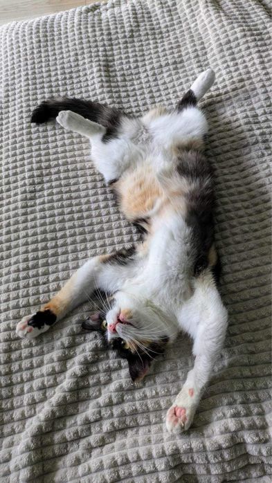 Kochana koteczka szuka kochającego domu!