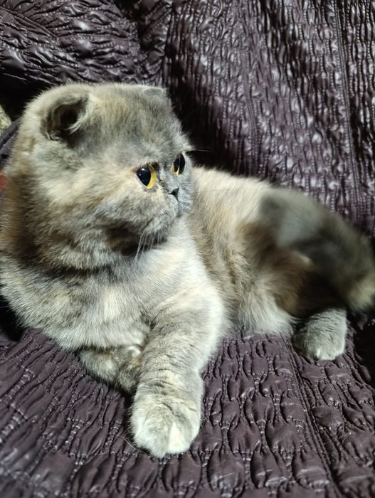 Шотландская голубо-кремовая скоттиш фолд