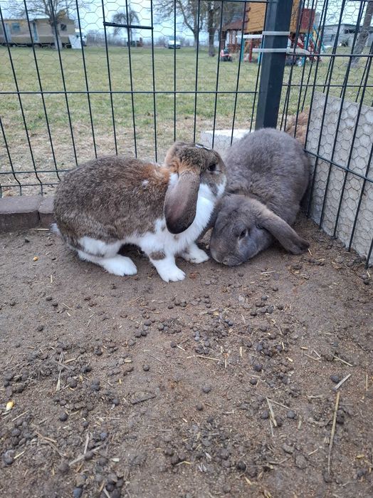 Sprzedam króliki samce