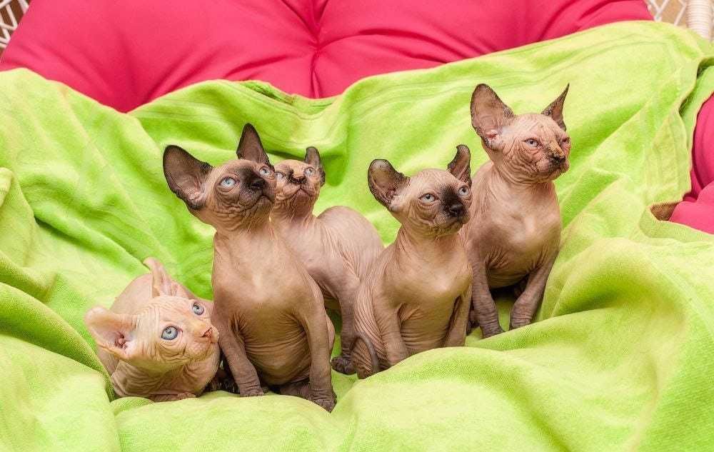 Кошенята канадський сфінкс