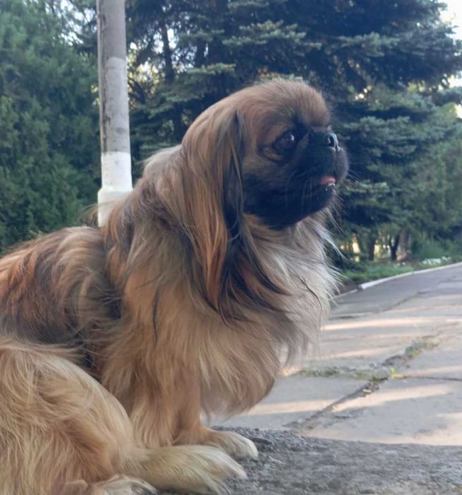 Пекинесик ждет девочку на вязку