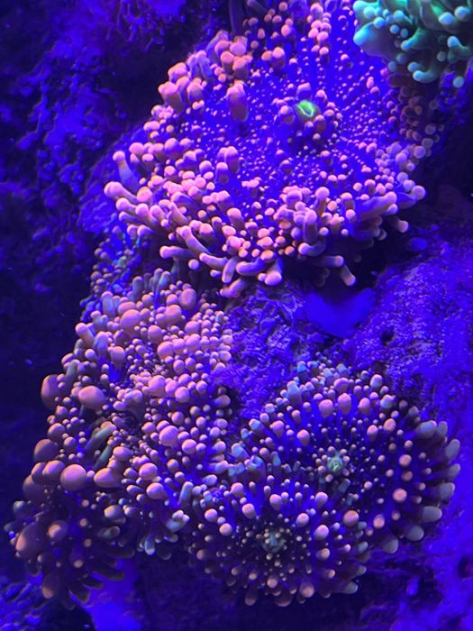 Ricordea Yuma Orange, Akwarium Morskie