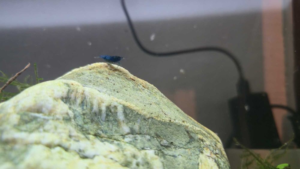 Camarões blue dream