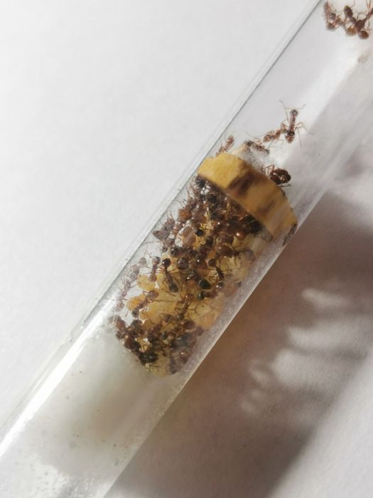 Myrmica sp. 2Q+ 80w