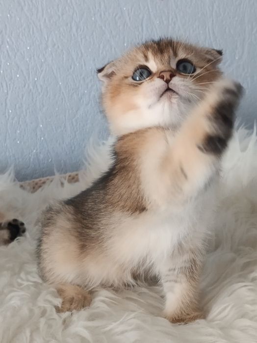 Шотландські котики