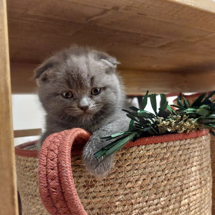 Scottish  fold femia