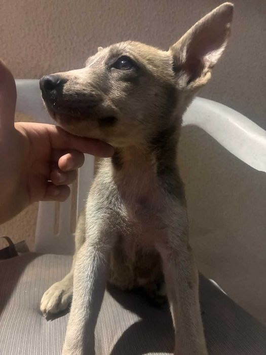 Cães para oferecer