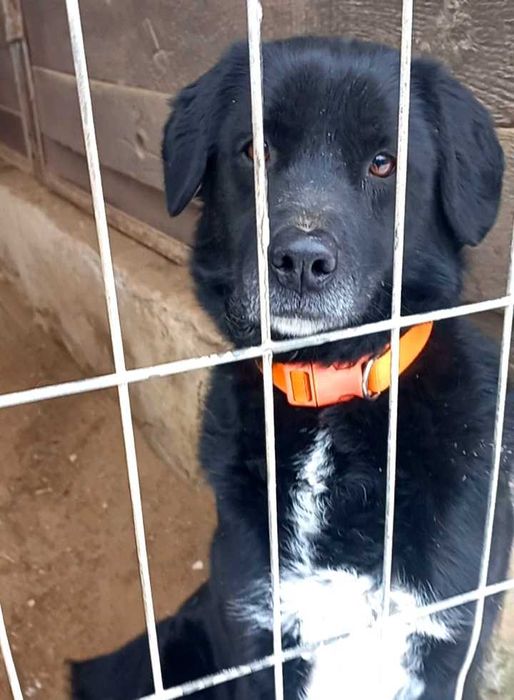 Spiner - od 6 lat w schronisku