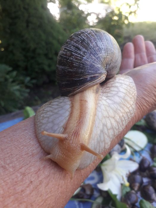 Большие улитки ахатинов распродажа