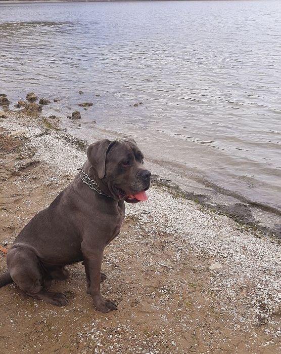 Кане корсо,,,Цезар,,вязка сірого кабеля