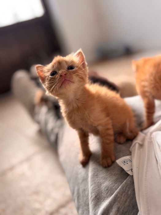 Gatos  para adopção