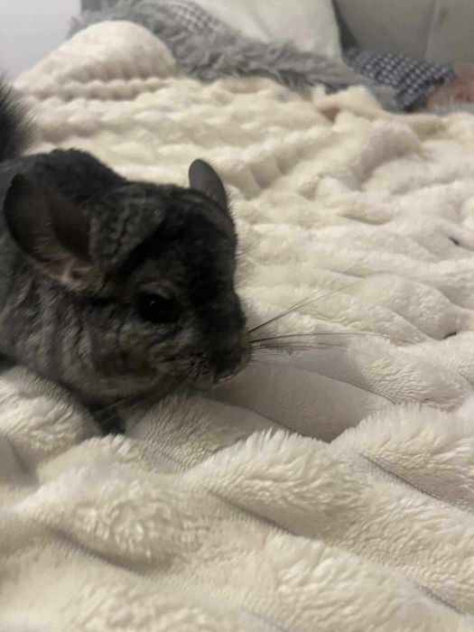 Szynszyle mlode  samica  i samce