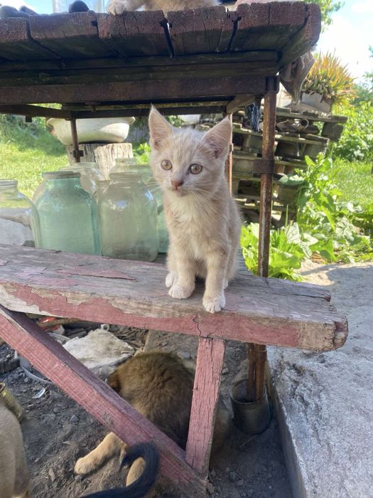 Чудові кошенята тільки в самі добрі ручки!