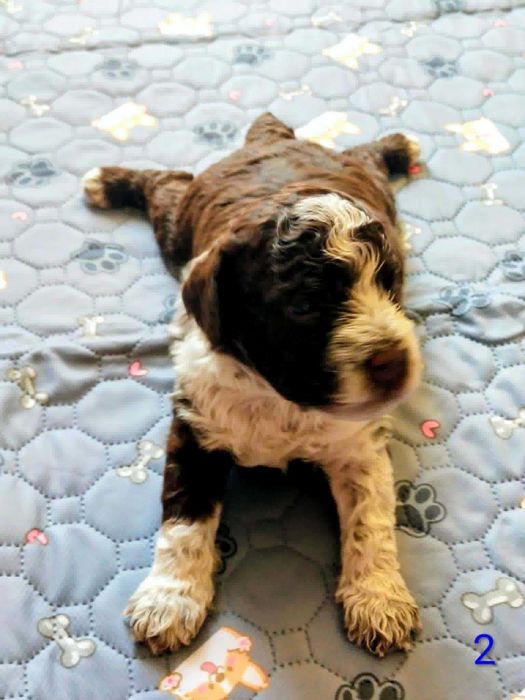 Szczeniak Lagotto Romagnolo FCI