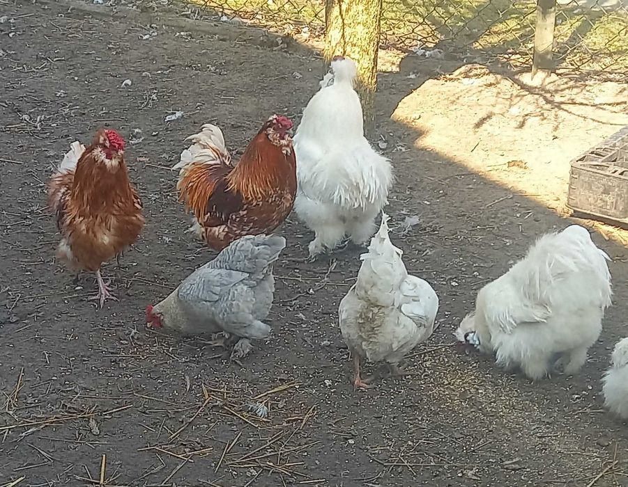 Kuguty jedwabiste silki