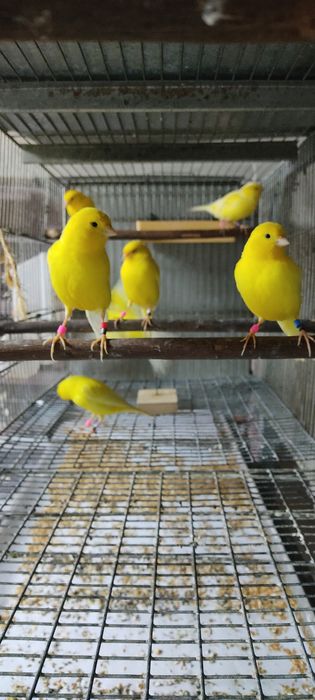 Canários amarelos intensos e nevados, canários de 2025.