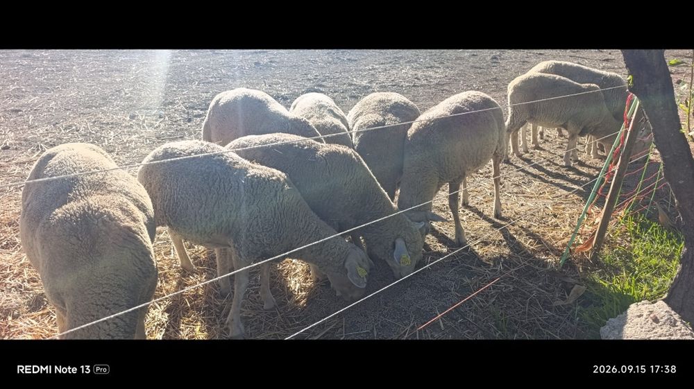 Pequeno rebanho ovelhas