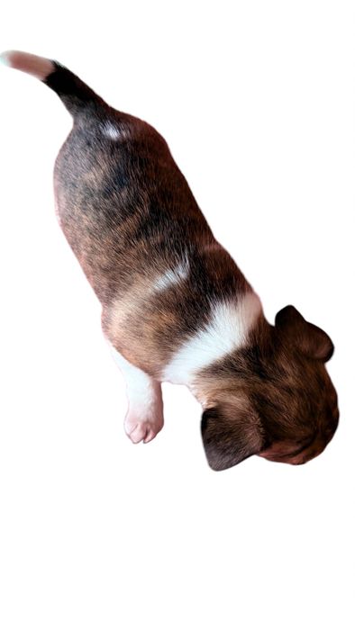 Chihuahua  Fêmea tigrada