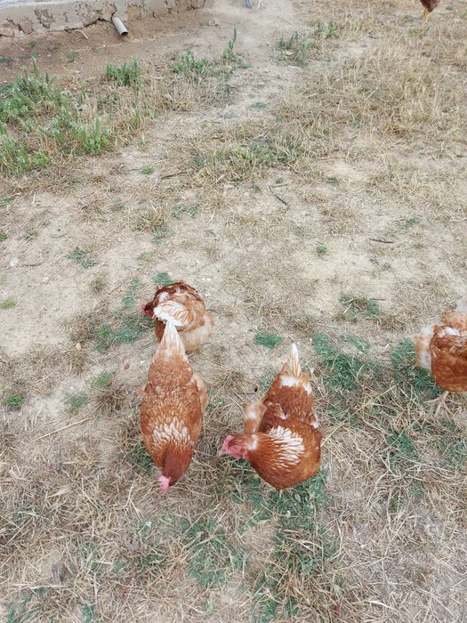 Ovos caseiros de galinhas do campo