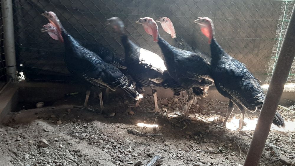 Perus para venda 6 meses idade