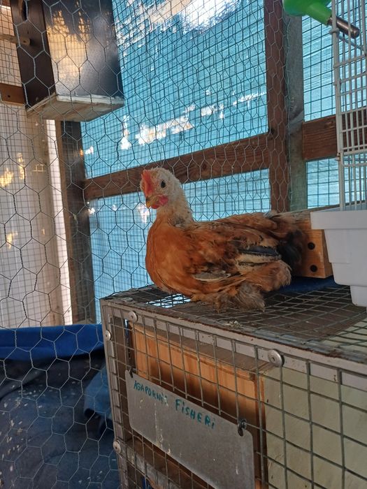 Galinhas pekim frangos e frangas