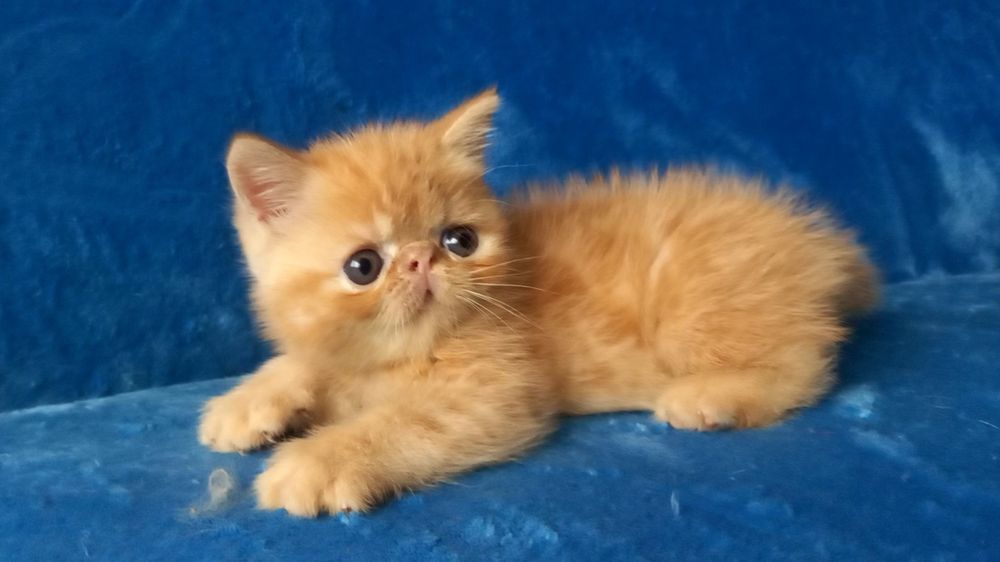 Яркий экзотический