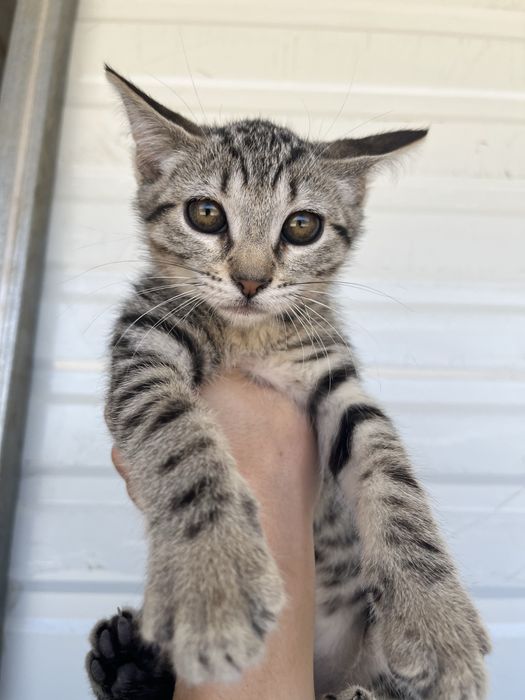 3 Gatinhas Bebés para Adoção Responsável