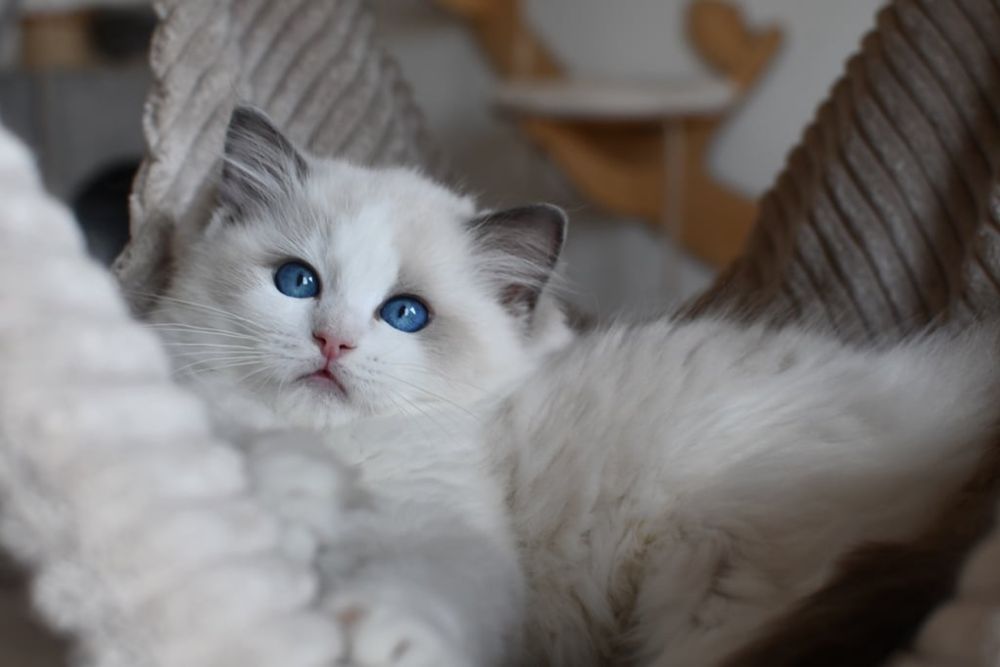 Kocurek kotka ragdoll blue bikolor*rodowód FIFE*wychowane z dzieci