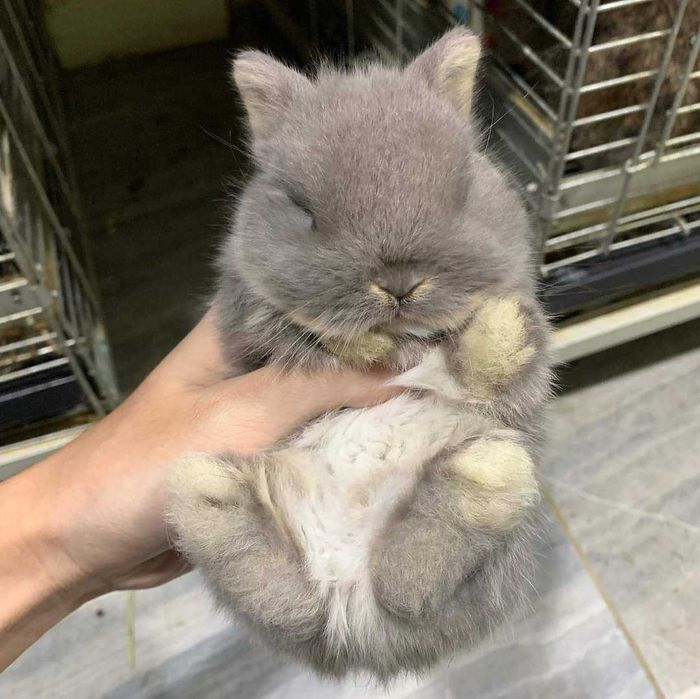 Coelhos anões Bebés +Gaiola Nova +alimentação adequada