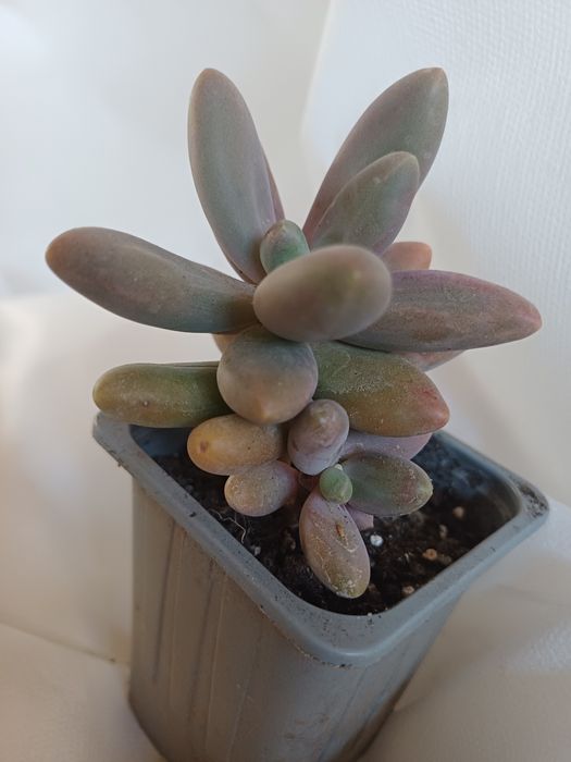 Сукуленти різні види