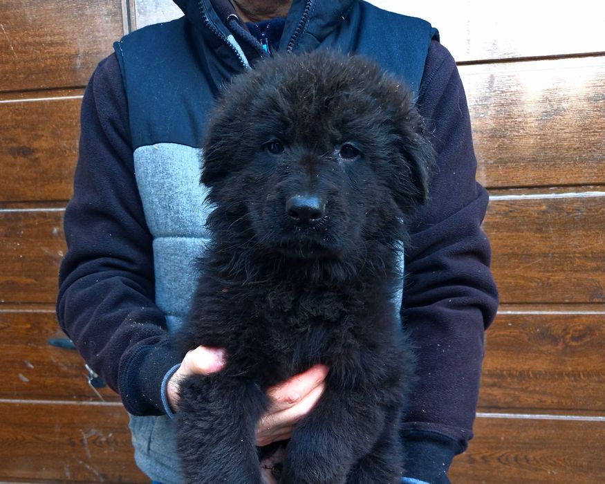 Owczarek Niemiecki Długowłosy Czarny-Rezerwacja