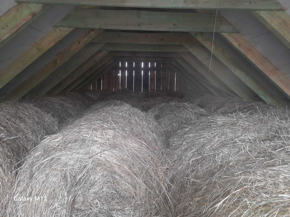 Siano w belach dla Koni Krów