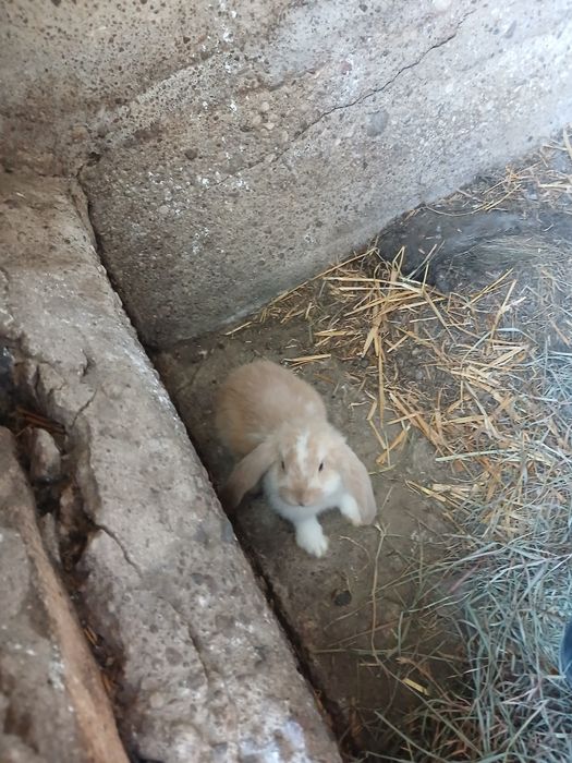 Sprzedam młode baranki francuskie